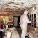 Mold remediation contractor