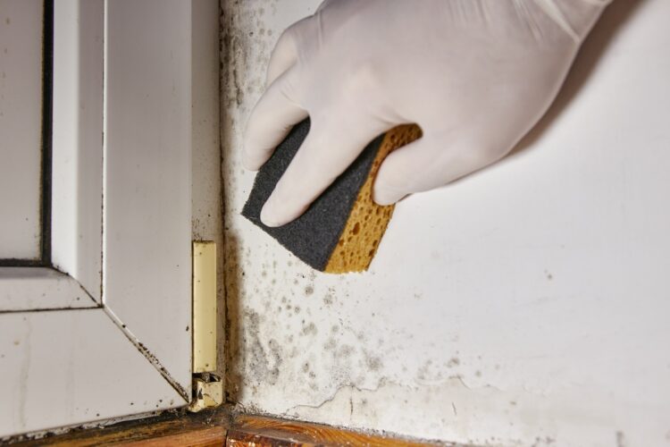 Mold Remediation Training: Skills Contractors Gain From Certification