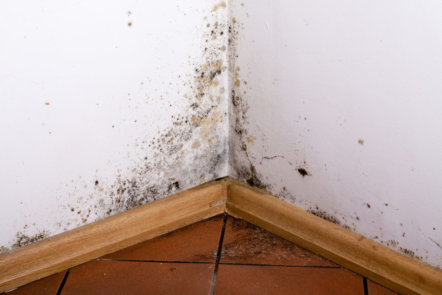 How to Get Rid of Mold in Commercial Buildings ZOTA Professional Training