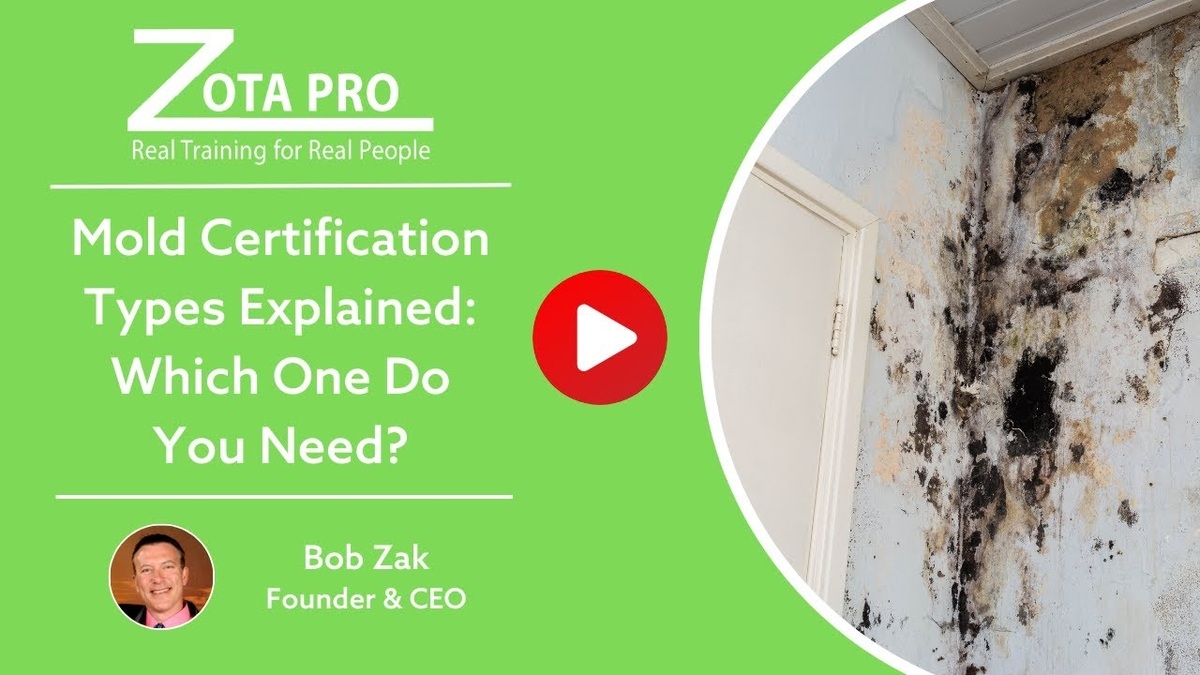 Mold Certification Types Explained: Which One Do You Need? | ZOTA ...